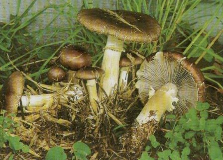   -,  Stropharia rugosoannulata 